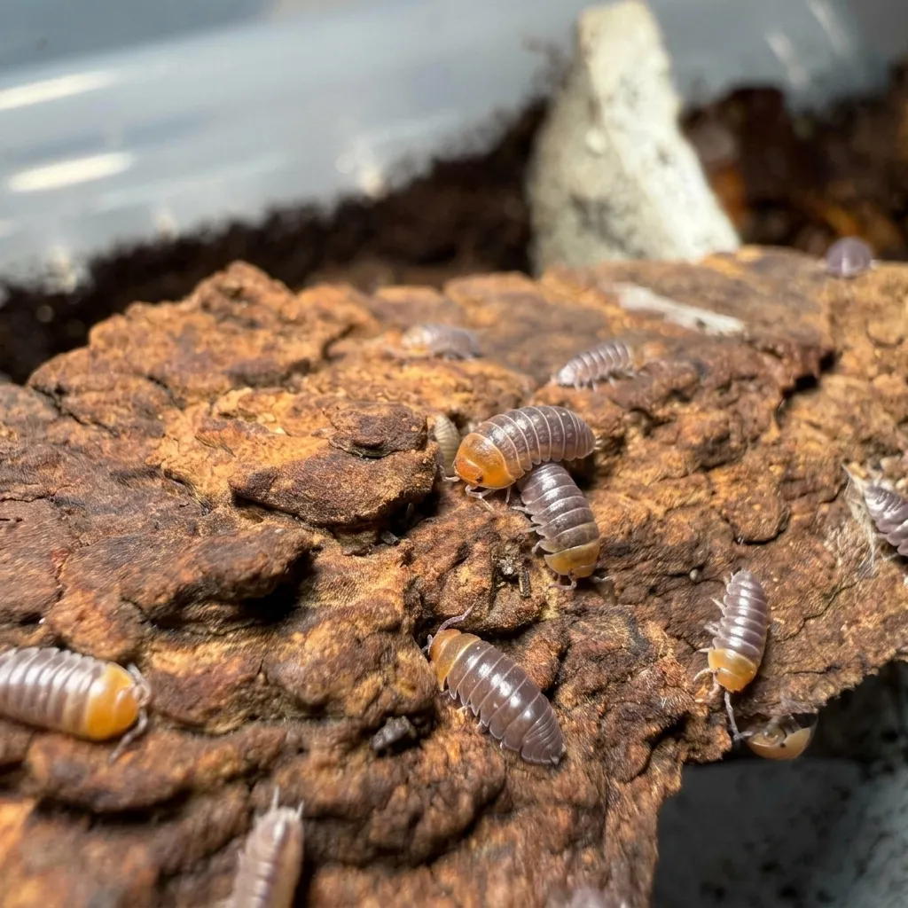 Red Head isopods for sale on bark and leaf litter