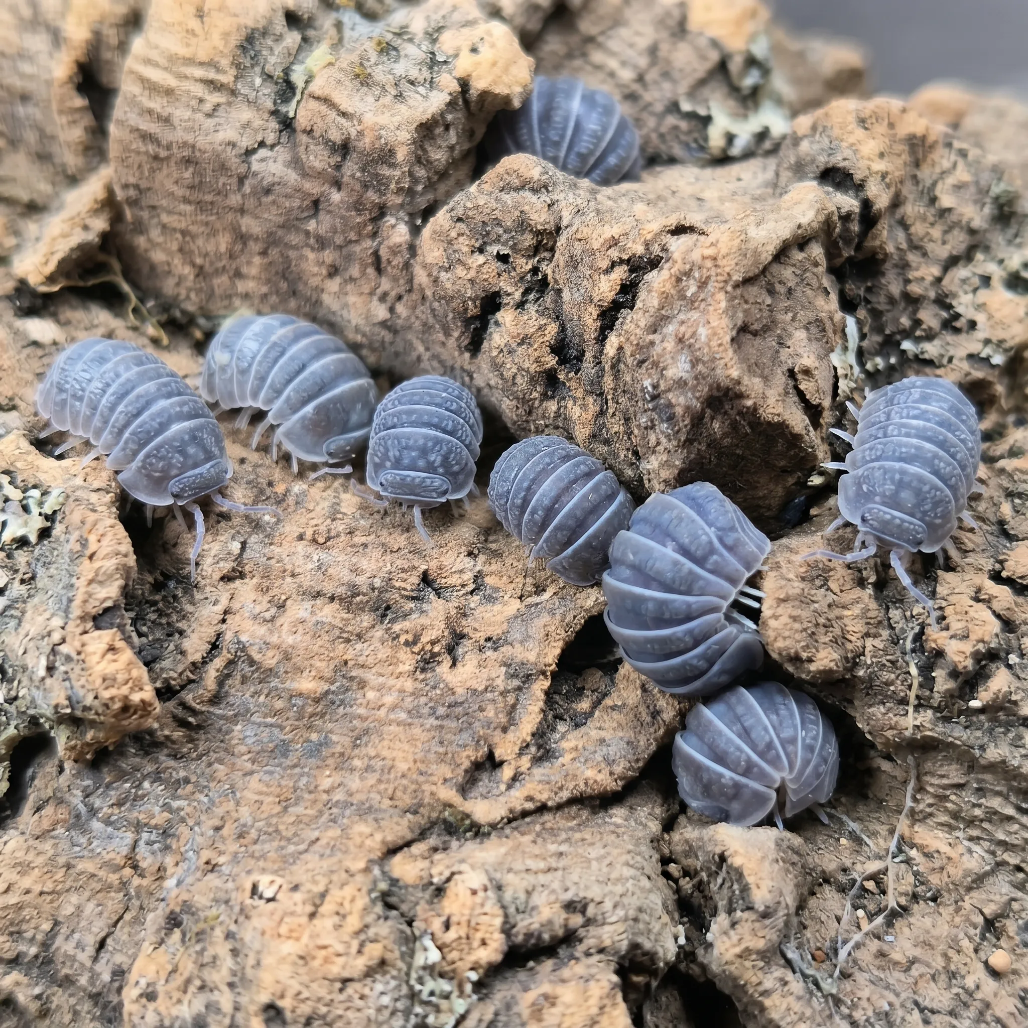 Armadillo tuberculatus isopods for sale on bark and leaf litter