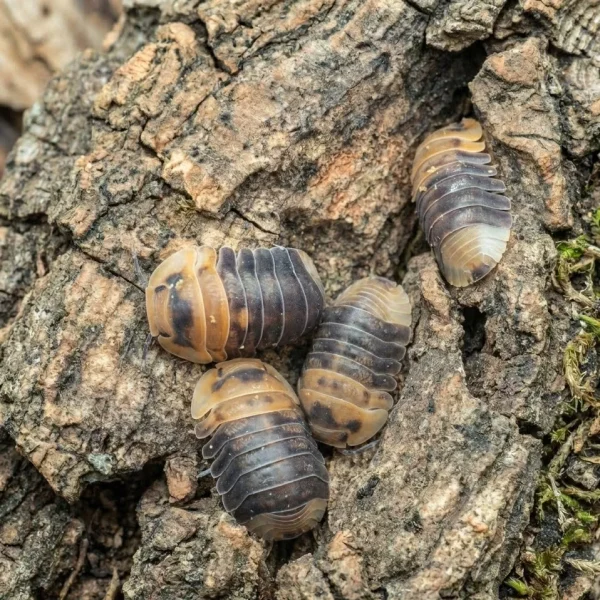 Cubaris sp. ‘Emperor Bee’