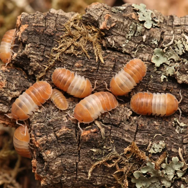 Cubaris sp. ‘Red Panda’