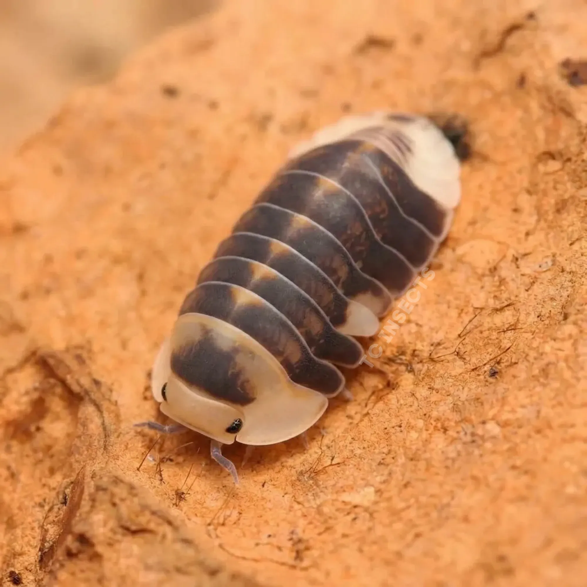 Cubaris sp. White Ducky isopods on moss and bark
