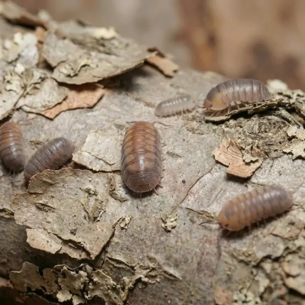 Cubaris sp. “Cute Honey Tigers”