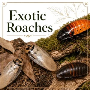 Exotic Roaches