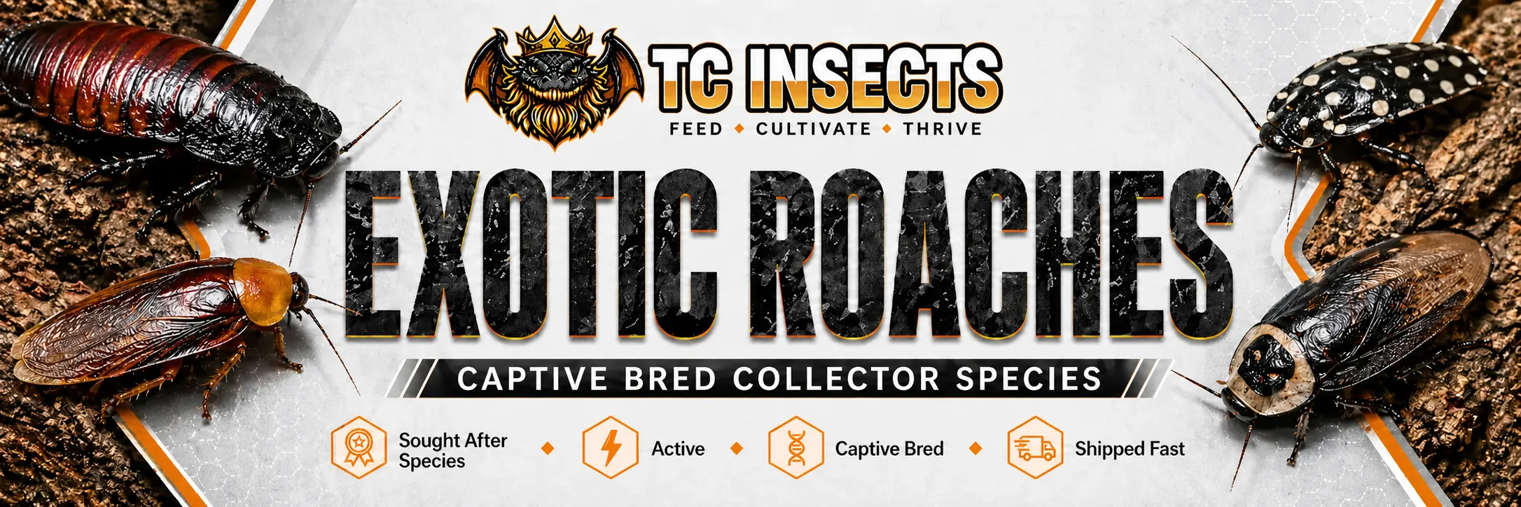 Exotic roaches from TC INSECTS in a banner featuring live pet roaches in a clean invertebrate display scene