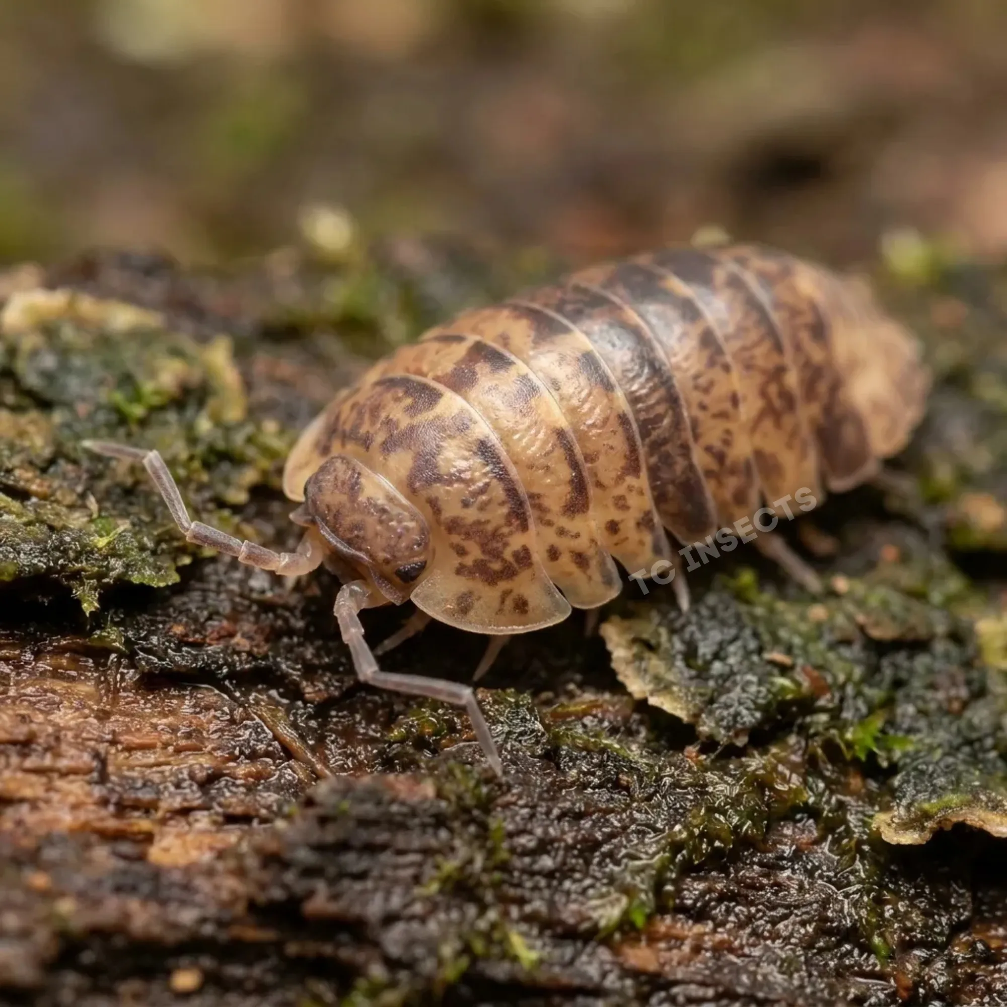Filippinodillo Cordova isopod resting on cork bark in a humid terrarium setup