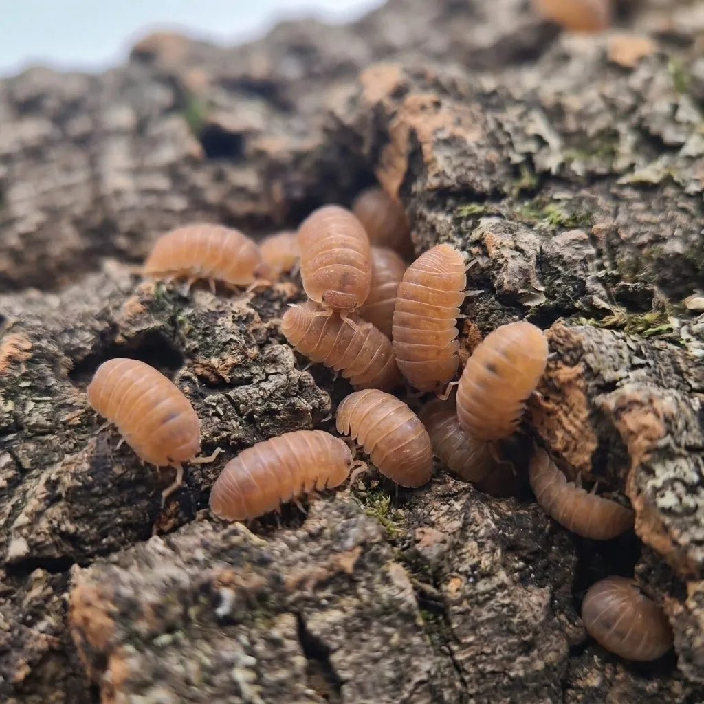 Florida Orange isopods for sale on bark and leaf litter
