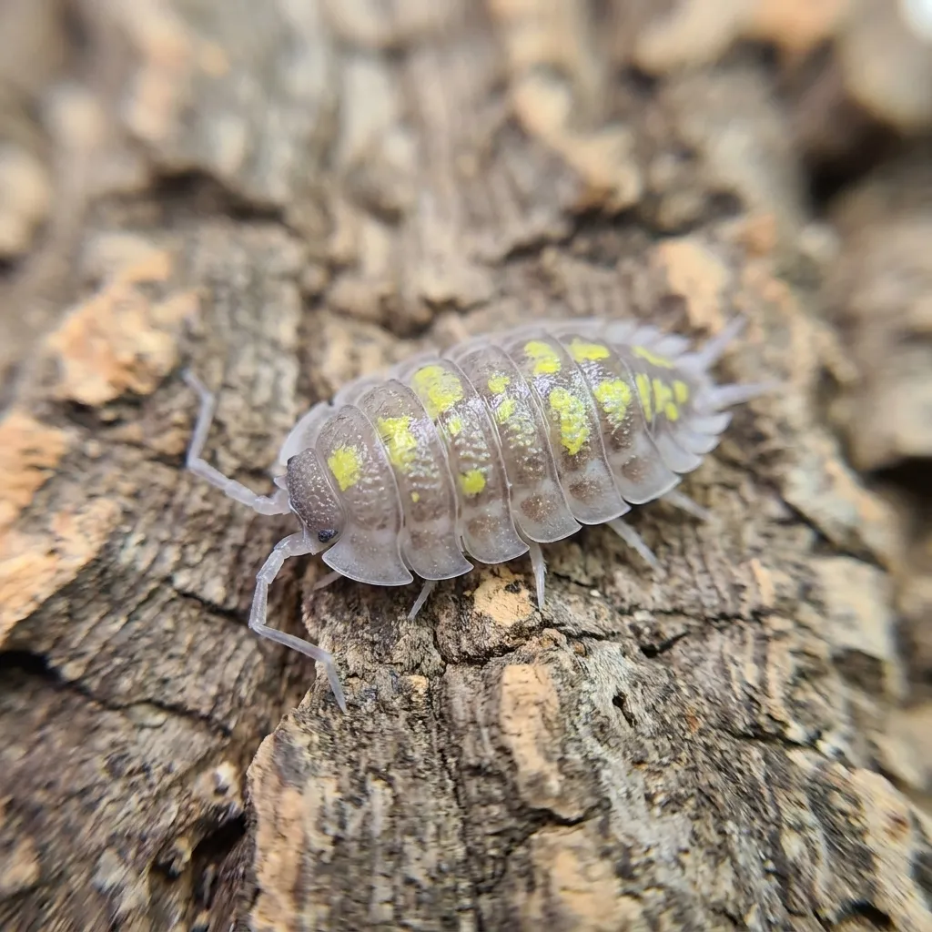Porcellio haasi Giant isopod resting on cork bark