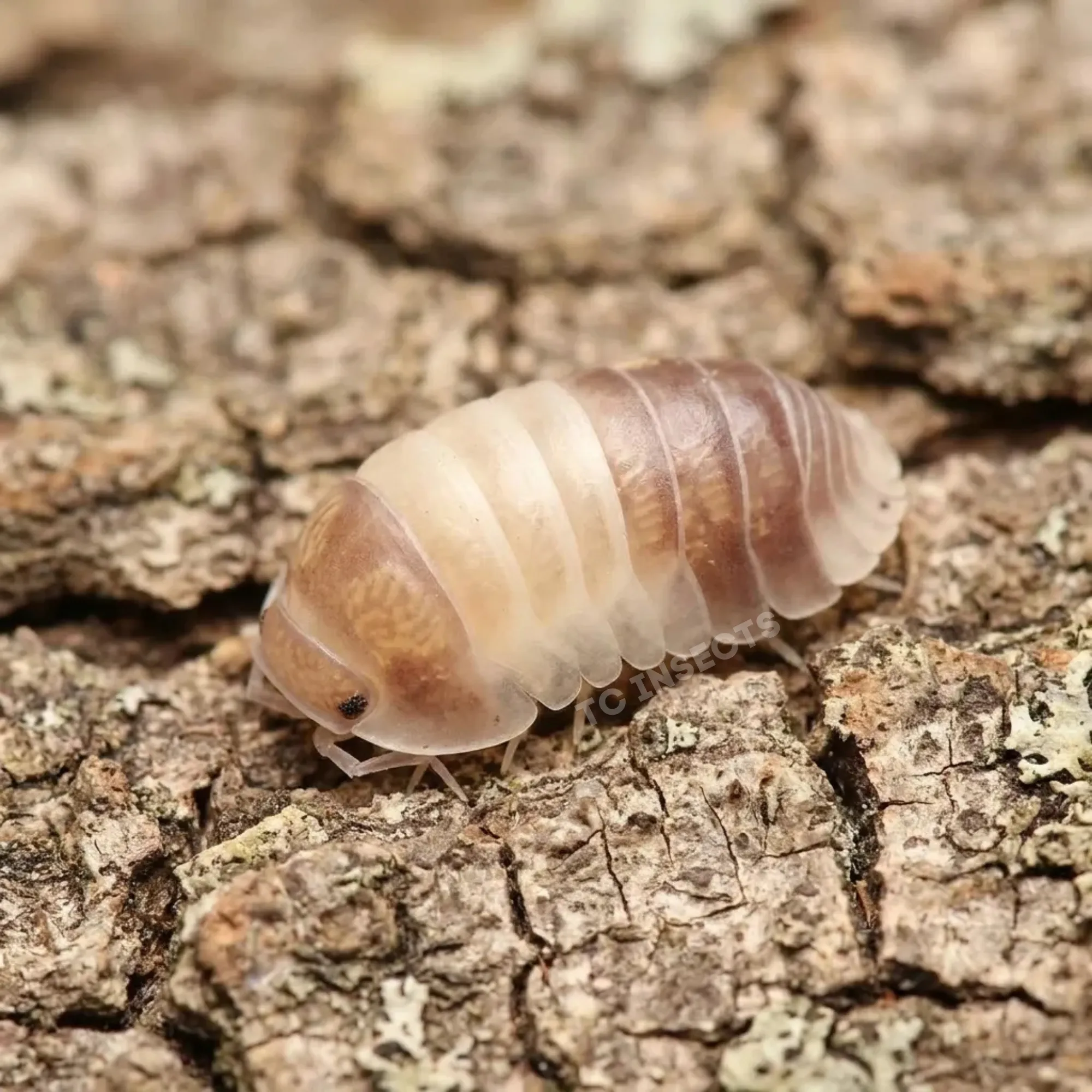 Lavender Panda King isopods on cork bark with moss and leaf litter