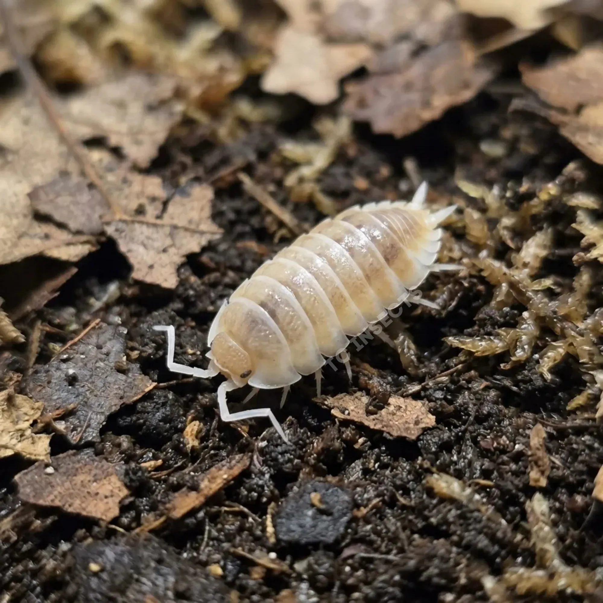 Lemon Berry Crumble isopods resting on cork bark in a bioactive setup.