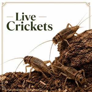 Live Crickets