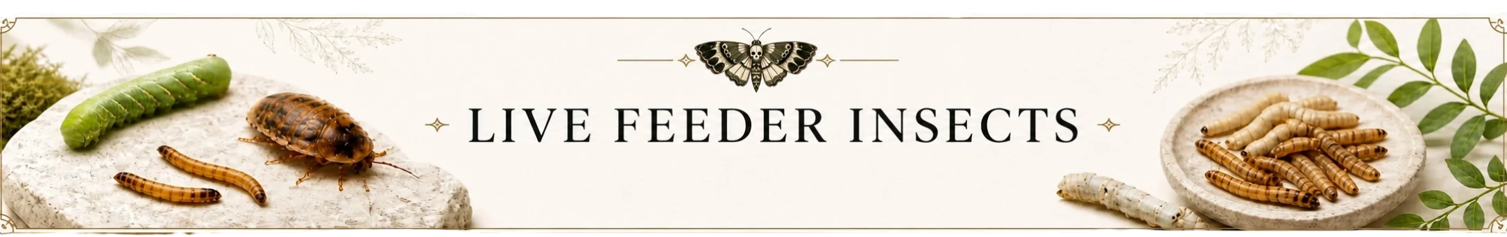 Live insects banner for TC Insects featuring feeder insects, isopods, springtails, and bioactive cleanup crew species.