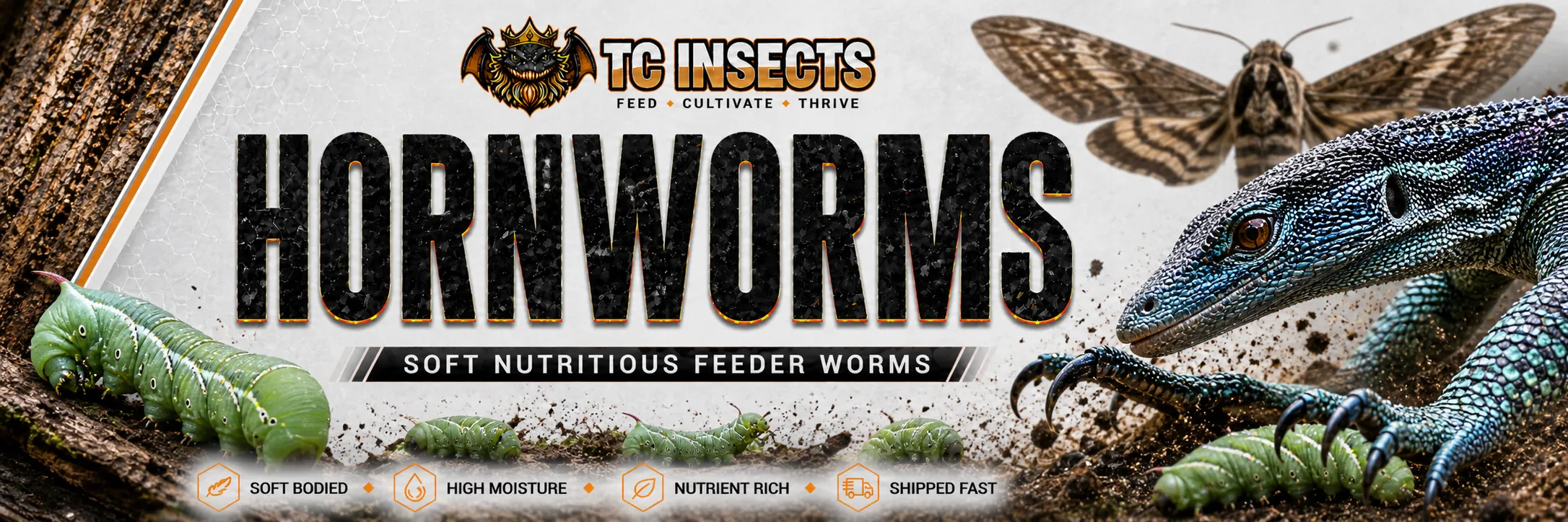 live-hornworms-feeder-insects-tc-insects-banner Live hornworms from TC INSECTS in a reptile feeder banner with a chameleon hunting hornworms