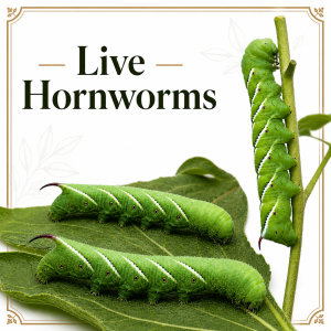 Live Hornworms