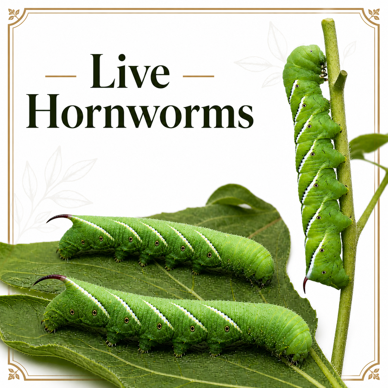 Live Insects for Reptiles | Feeders, Isopods & Springtails