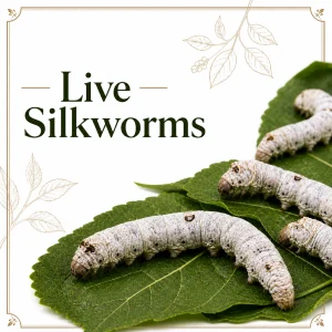 Live Silkworms