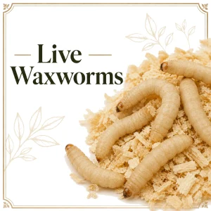 Live Waxworms