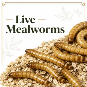 Live Mealworms
