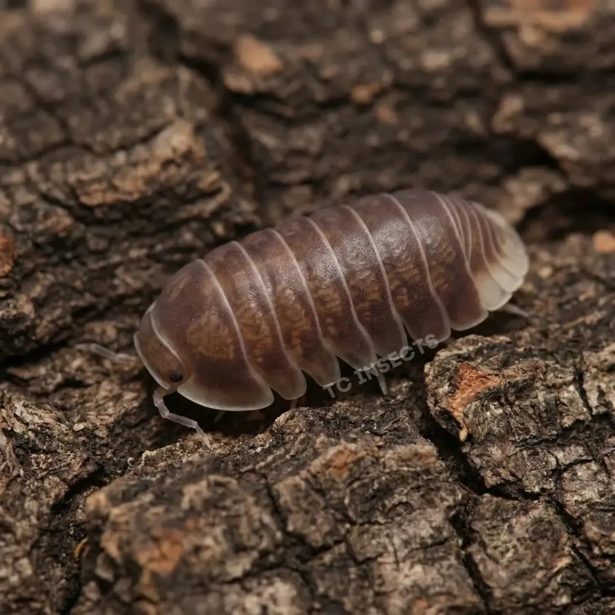 Penguin isopods on cork bark with moss and leaf litter