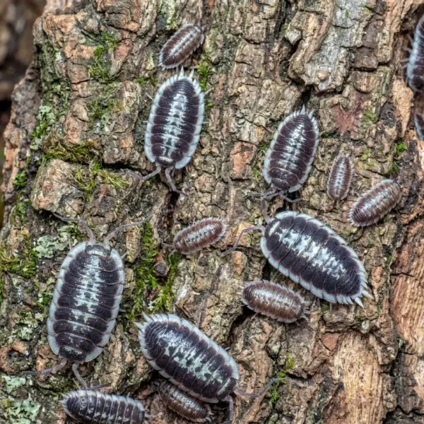 Porcellio flavomarginatus