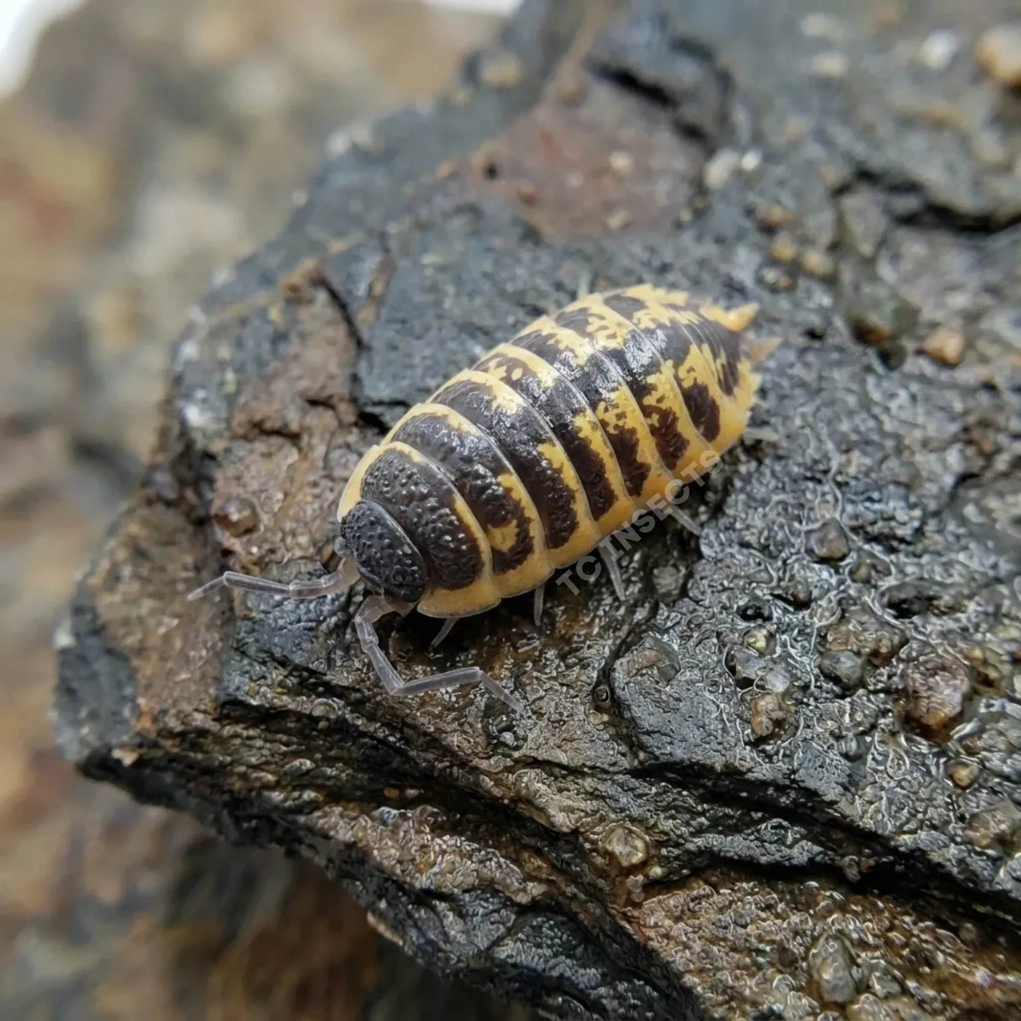 Porcellio ornatus High Yellow isopod resting on cork bark