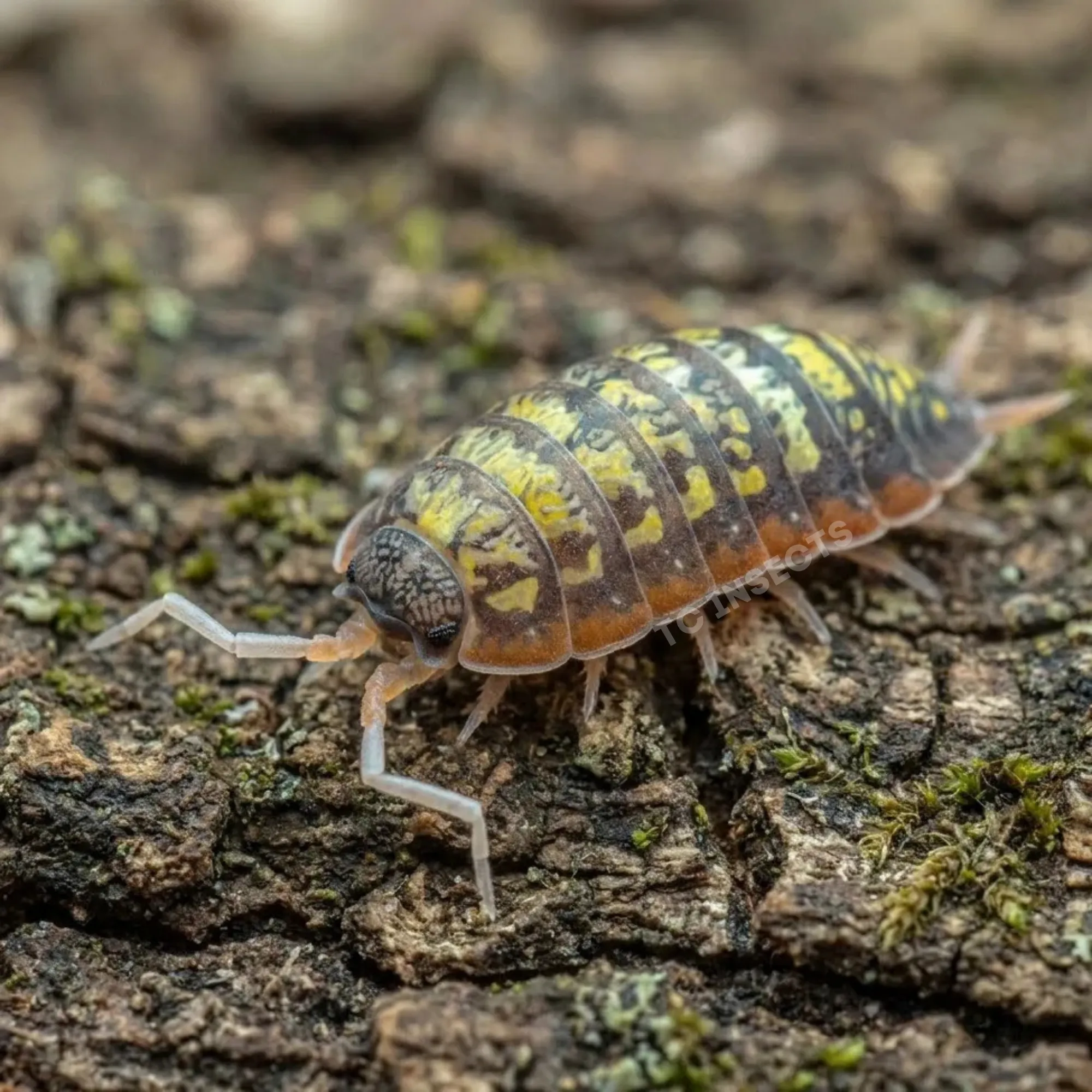 Porcellionides sp. Big Pine Key isopod on bark with yellow patterning