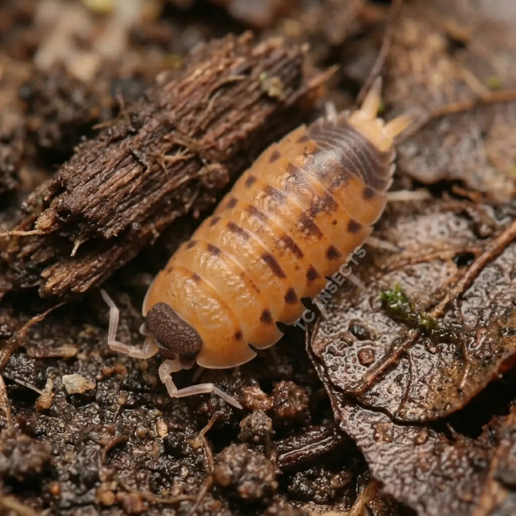 Proporcellio vulcanius isopods for sale on natural bark and leaf litter