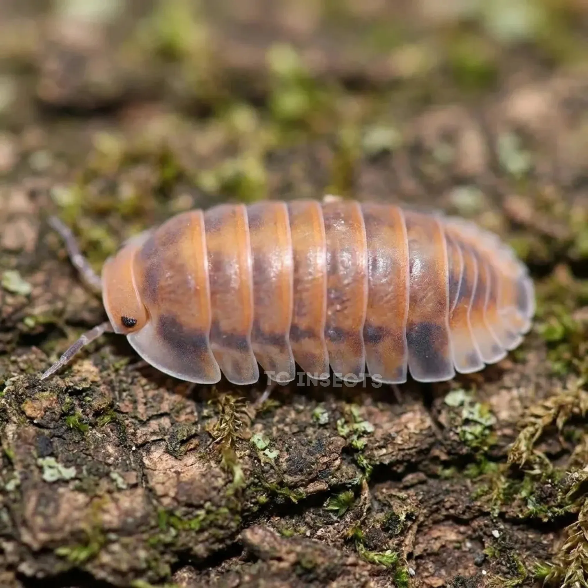 Red Pak Chong isopods on cork bark with moss and leaf litter