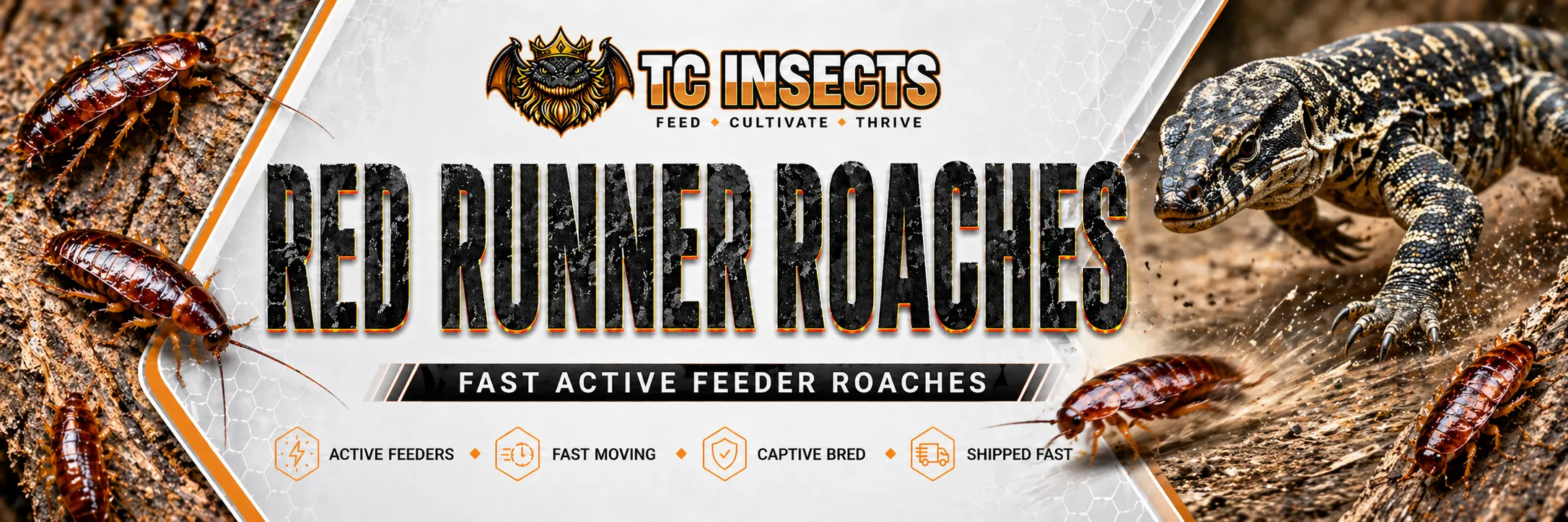Live red runner roaches from TC INSECTS in a reptile feeder banner with roaches scattering