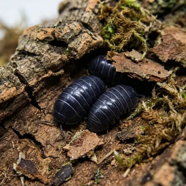 Armadillidium vulgare “Wild Type”