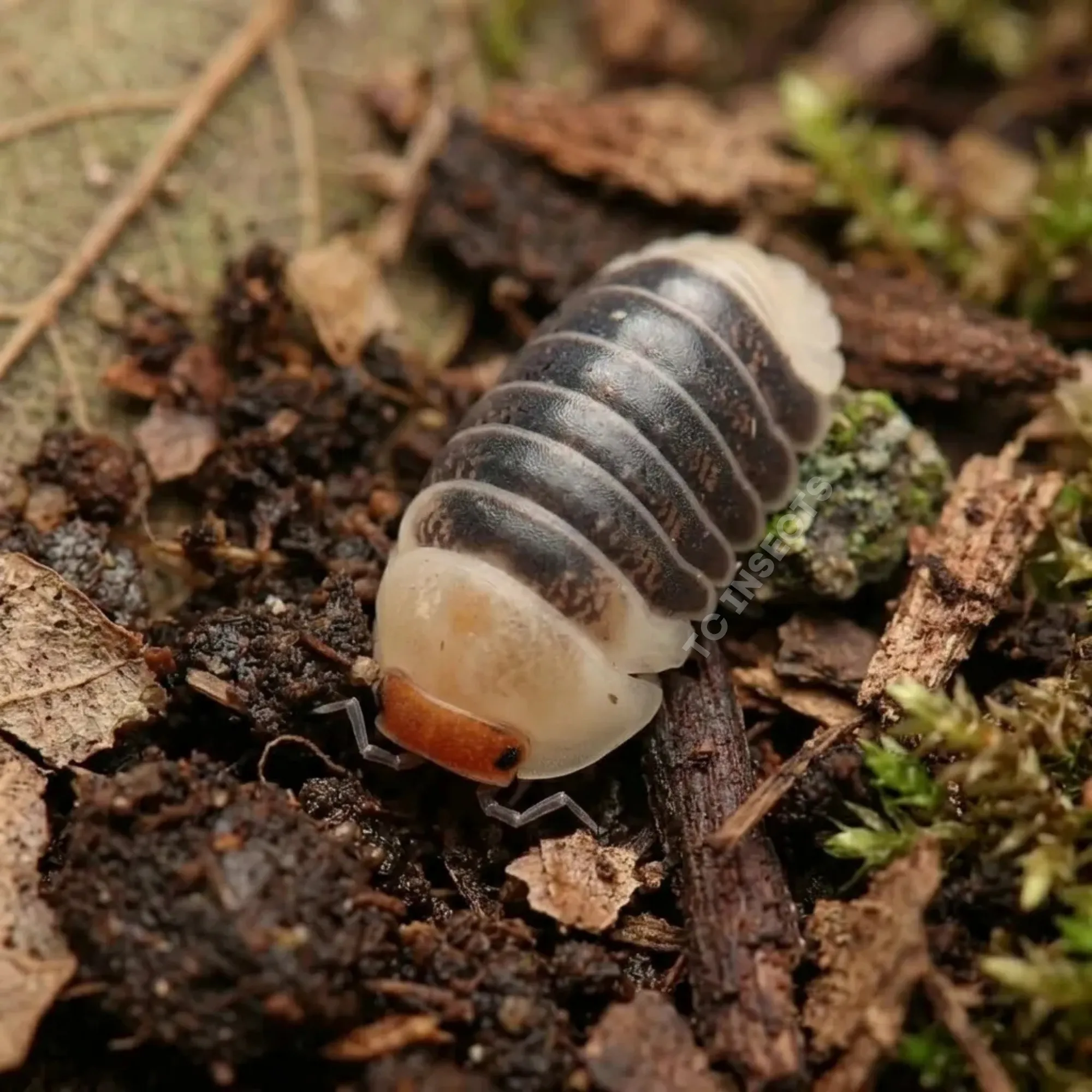 Venezillo sp. Castle Black isopods on moist bark and leaf litter