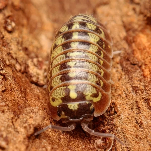 Armadillidium klugii ‘Twisted Clown’