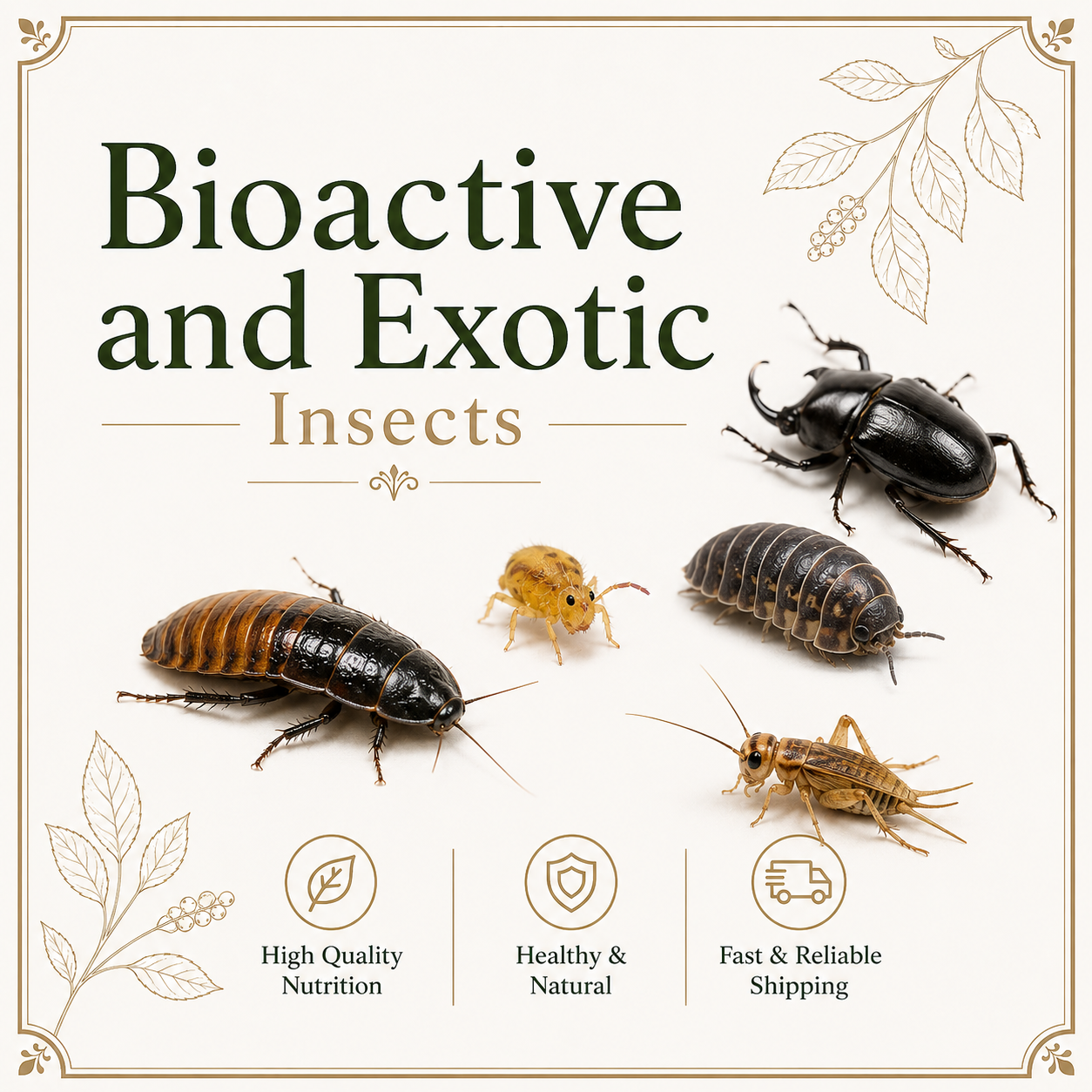 Bioactive and Exotic Insects for Hobbyists | TC INSECTS